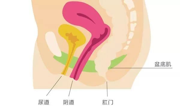 世界尿失禁周丨关爱女性 关注盆底健康